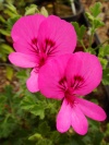 pelargonium_zimt2