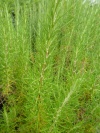 rosmarinus_angustifolius