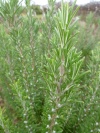 rosmarinus_officinalis_658092461