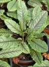 rumex_sanguineus