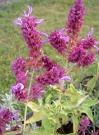 salvia_canariensis