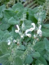 salvia_desoleana