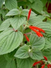 salvia_elegans