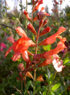 salvia_greggi_peach