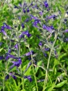 salvia_mexiko_25_20160126_140956