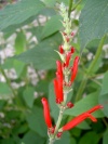 salvia_rutilans