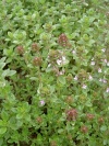 thymus_citriodora