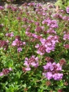 thymus_citriodorus_ssp_repandens