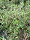 thymus_fragrantissimus