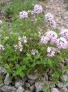 thymus_longicaulis_ssp_od__-_kopie