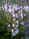 thymus_vulgaris