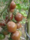 tomate_black_cherry0