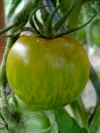 tomate_green_zebra