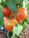 tomate_herztomate_riehen1