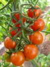 tomate_mirimiria_1146594297