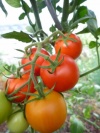 tomate_pilua