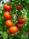 tomate_vesennij1