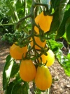 tomate_yellow_submarin