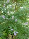 vitex_agnus-castusa