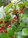 zanthoxylum_simulans